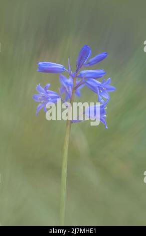 Exquisite Bluebell Blume, (Hyacinthoides non-scripta), fotografiert vor einem schlichten grünen Blatthintergrund Stockfoto