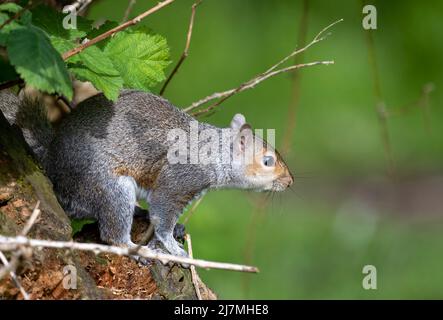 Süßes, graues Eichhörnchen (Sciurus carolinensis), Futtersuche im Wald. Dieser amerikanische "Import" ist ein umstrittenes Tier, das geliebt und verabscheut wird Stockfoto