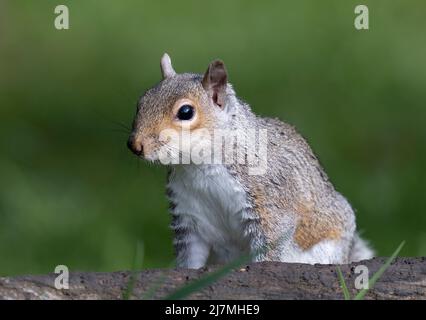 Süßes, graues Eichhörnchen (Sciurus carolinensis), Futtersuche im Wald. Dieser amerikanische "Import" ist ein umstrittenes Tier, das geliebt und verabscheut wird Stockfoto