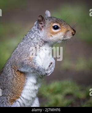 Süßes, graues Eichhörnchen (Sciurus carolinensis), Futtersuche im Wald. Dieser amerikanische "Import" ist ein umstrittenes Tier, das geliebt und verabscheut wird Stockfoto