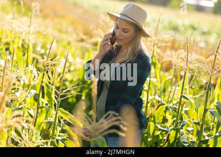 Kaukasische, mittlere Erwachsene, agronomische Frau mit Hut, die telefoniert, während sie Feldfrüchte auf dem Bauernhof untersucht Stockfoto