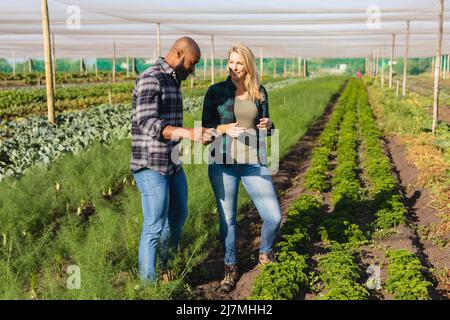 afroamerikanischer männlicher Agronom diskutiert mit kaukasischer weiblicher Mitarbeiterin im Gewächshaus Stockfoto