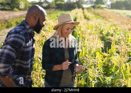 Kaukasische Agrarwissenschaftlerin diskutiert über digitalen pc mit afroamerikanischen männlichen Kollegen in der Farm Stockfoto