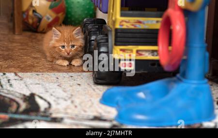 Das Kätzchen sitzt neben einem Spielzeugkipper. Katze und LKW. Horizontales Foto. Stockfoto