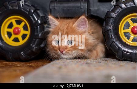 Das Kätzchen sitzt neben einem Spielzeugkipper. Katze und LKW. Horizontales Foto. Stockfoto