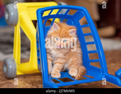 Hübsches Ingwer-Kätzchen, das in einem kleinen Einkaufswagen sitzt. Kätzchen mit einem Warenkorb. Ingwer Hauskatze spielt mit kleinen Warenkorb. Stockfoto