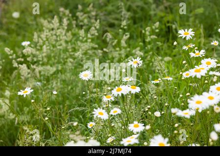 Wildblumenwiese. Kamillenpflanze, die auf einem Feld auf dem Land in Großbritannien wächst Stockfoto