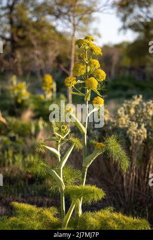 Ferula communis (Riesenfenchel) in Blüte Stockfoto