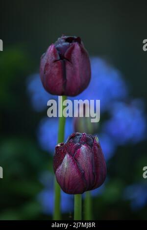 Tulipa 'Black Hero' (Tulip Black Hero) vor blauem Hintergrund (Hyacinthoides hispanica) Stockfoto