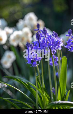 Hyacinthoides hispanica mit Narcissus 'Sir Winston Churchill' im Hintergrund Stockfoto