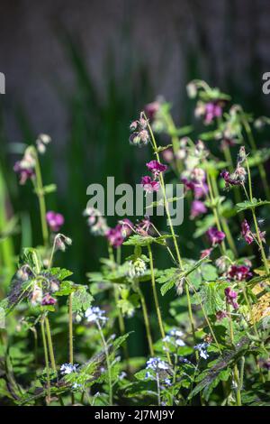 Geranium phaeum var. phaeum 'Samobor' blüht mit blauen Forget-Me-nots ( Stockfoto