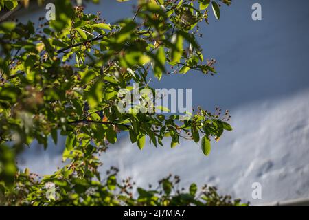 Amelanchier lamarckii nach der Blüte beginnen sich Früchte zu entwickeln Stockfoto