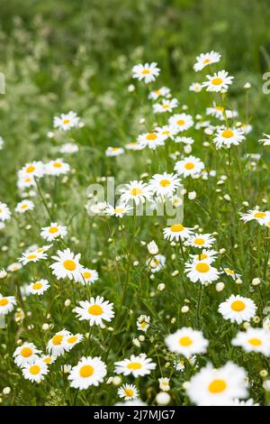 Wilde Kamillenblüten, die auf einem Feld wachsen, Wildblumenszene auf dem Land in Großbritannien Stockfoto