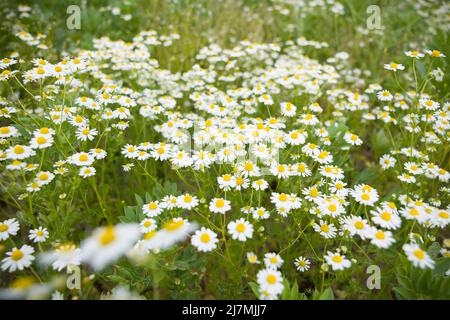 Kamillenblüten, Wildpflanzen, die auf einem Feld auf dem Land in Großbritannien wachsen Stockfoto