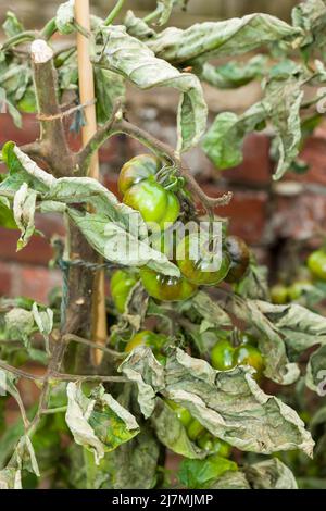 Nahaufnahme einer Tomatenpflanze mit Schwärzung, (phytophthora infestans,) Pilzerkrankung im britischen Garten Stockfoto