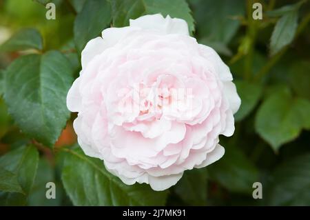 Nahaufnahme einer einzelnen rosa Rosenblüte, die auf einer Rosenbuschpflanze in einem Garten wächst, Großbritannien Stockfoto