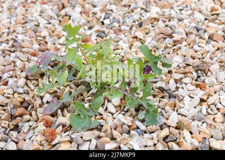 Nahaufnahme des Unkrauts, das in einer Kieseinfahrt in einem britischen Garten wächst. Konzepte zur Unkrautbekämpfung und zur Unkrautvernichtung. Stockfoto