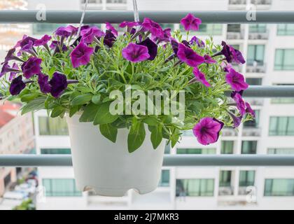 Schöne purple petunia Blumen im Topf hängen Stockfoto