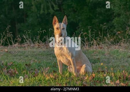 podenco spanischer Hund sitzt auf dem Gras und schaut auf den Sonnenuntergang Stockfoto