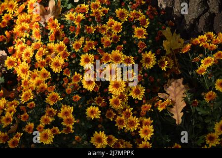 Ungewickelte Blüten von gelben Chrysanthemen. Gelbe Chrysanthemen im Park im Herbst Stockfoto