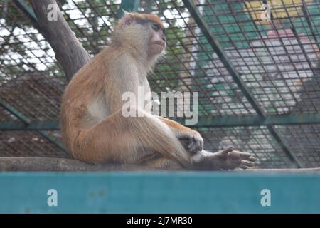 Der im Gras lebende patas-Affe (Erythrocebus patas), auch bekannt als wadi-Affe oder Husarenaffe, ist ein bodenbewohnender Affe aus Gebieten Westafrikas, Stockfoto