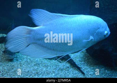 Riesengurami-Fische (Osphronemus goramy) im Aquarium. Wildtiere. Goramy Fische schwimmen in einem bepflanzten Aquarium. Stockfoto