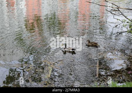 Nahaufnahme zwei wilde Enten schwimmen an einem Frühlingstag im Fluss. Wildtiere. Mallard Enten schwimmen im See. Wildente (Anas platyrhynchos) ist eine taumelnde Ente Stockfoto