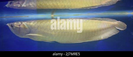 Silber arowana (Osteoglossum bicirrhosum) manchmal geschrieben arawana. Es ist ein südamerikanischer Süßwasser-Knochenfisch der Familie Osteoglossidae. Wildtiere Stockfoto