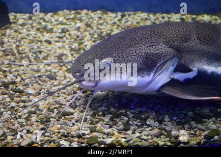 Nahaufnahme der Wels, die im großen öffentlichen Aquarium im Ozeanarium schwimmen. Dies ist ein Schafsfisch (Phractocephalus hemioliopterus), fotografiert in Stockfoto