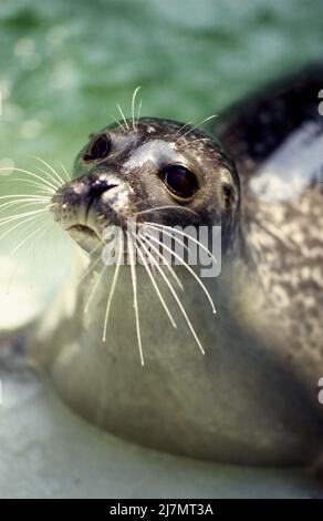 Harbour Seal, Phoca vitulina haben kurze, hundeartige Schnauzen, häufig gedachte nördliche Hemperie, Atlantik und Pazifik Ozeane. Stockfoto