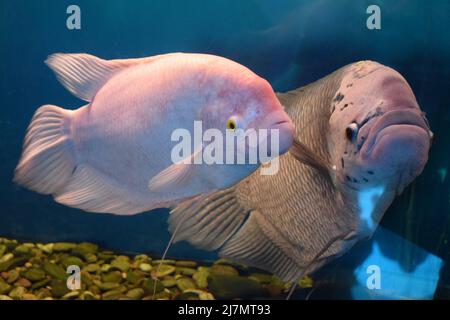 Zebra-Tilapia, Zebra-Buntbarsche oder wissenschaftliche Bezeichnung Heterotilapia buttikoferi-Fische und Riesengurami-Fische (Osphronemus goramy) im Aquarium. Wildtiere. Stockfoto