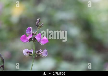 Junge frische Bohne lange rosa Farbe Blume in Garten grünen Blättern. Nahaufnahme schöne Baumpflanze Gemüseblümchen im Hintergrund. Stockfoto