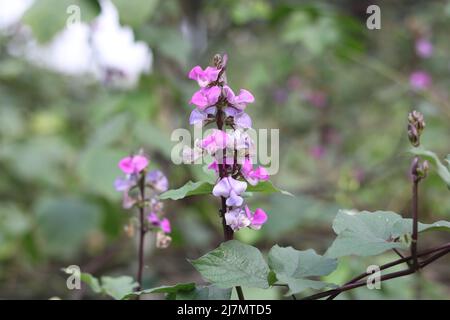 Junge frische Bohne lange rosa Farbe Blume in Garten grünen Blättern. Nahaufnahme schöne Baumpflanze Gemüseblümchen im Hintergrund. Stockfoto