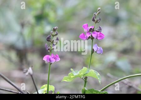 Junge frische Bohne lange rosa Farbe Blume in Garten grünen Blättern. Nahaufnahme schöne Baumpflanze Gemüseblümchen im Hintergrund. Stockfoto