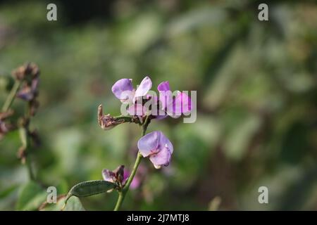 Junge frische Bohne lange rosa Farbe Blume in Garten grünen Blättern. Nahaufnahme schöne Baumpflanze Gemüseblümchen im Hintergrund. Stockfoto