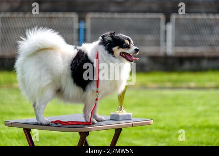 Deutscher Miniaturspitz auf der Hundeschau posiert mit seiner Trophäe. Stockfoto