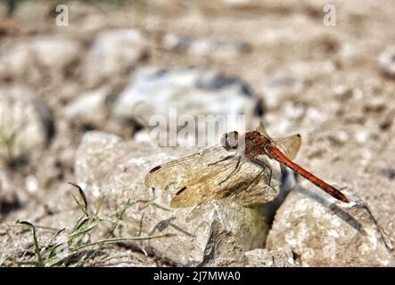 Die Fliege landet auf einem felsigen Pfad - Großbritannien Stockfoto