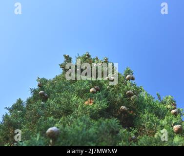 Detail einer unteren Ansicht eines Zypressenbaums mit Pinienzapfen auf blauem Hintergrund Stockfoto