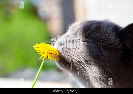 Katze schnüffelt gelben Dandelion aus nächster Nähe. Porträt der grauen Katze schnüffelnd Blume im Makro. Selektiver Fokus auf den Blütenkopf. Foto mit geringer Schärfentiefe. Stockfoto
