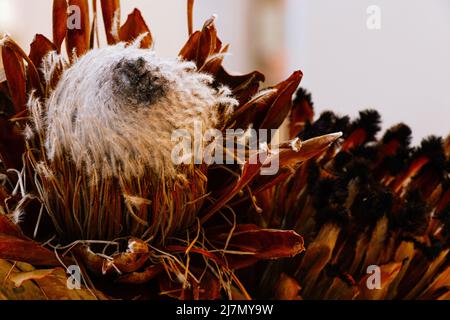 Ein paar trockene protea Nahaufnahme Stockfoto