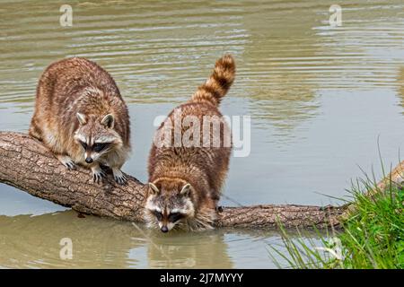 Gewöhnlicher Waschbär (Procyon lotor), der Nahrung im Wasser des Baches/Rivulets wäscht, invasive Arten, die in Nordamerika heimisch sind Stockfoto