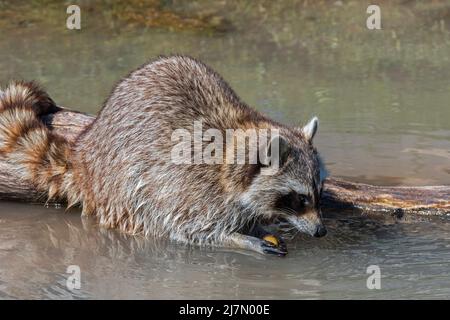 Gewöhnlicher Waschbär (Procyon lotor), der Nahrung im Wasser des Baches/Rivulets wäscht, invasive Arten, die in Nordamerika heimisch sind Stockfoto