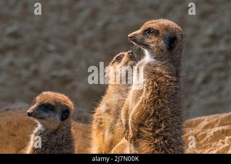 Nahaufnahme einer Gruppe von Erdmännchen/Surikaten (Suricata suricatta), die bei Sonnenuntergang aufrecht sitzen und in den Wüsten des südlichen Afrikas beheimatet sind Stockfoto