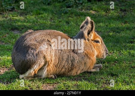 Mara Patagonischen/Patagonischen Cavia/Patagonische Hase/dillaby (Dolichotis patagonum) Native zu Argentinien, Südamerika Stockfoto