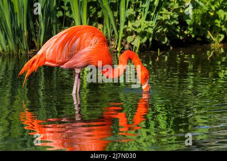 Amerikanischer Flamingo / kubanischer Flamingo / karibischer Flamingo (Phoenicopterus ruber), der im Teich durch Filterung des Wassers in seinem großen Schnabel aufforst Stockfoto