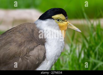 Maskierter Kiebitz-/Spornflügelpfeiffer (Vanellus Miles / Hoplopterus Miles), der in Australien, Neuseeland und Neuguinea beheimatet ist Stockfoto