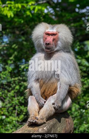 Hamadryas Pavian (Papio hamadryas / Simia hamadryas) Porträt des Mannes, geboren am Horn von Afrika Stockfoto