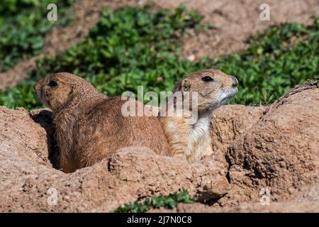 Schwarzschwanz-Präriehunde (Cynomys ludovicianus), die in den Great Plains of North America am Eingang zum Bau beheimatet sind Stockfoto