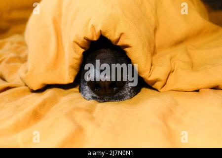 Deutscher Schäferhund liegt auf gelber Bettwäsche. Der Hund bereitet sich abends auf das Bett vor. Nur die Nase der schwarzen Hunde guckelt aus der Decke heraus. Das Hotel ist es Stockfoto
