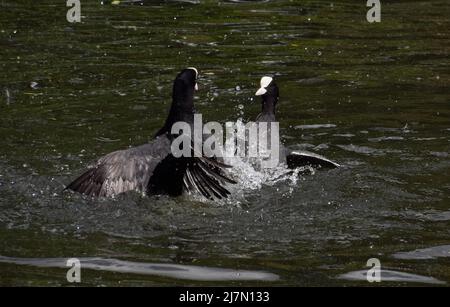 Ein Paar eurasische Blässhühner (Fulica atra) kämpfen in einem See. Stockfoto